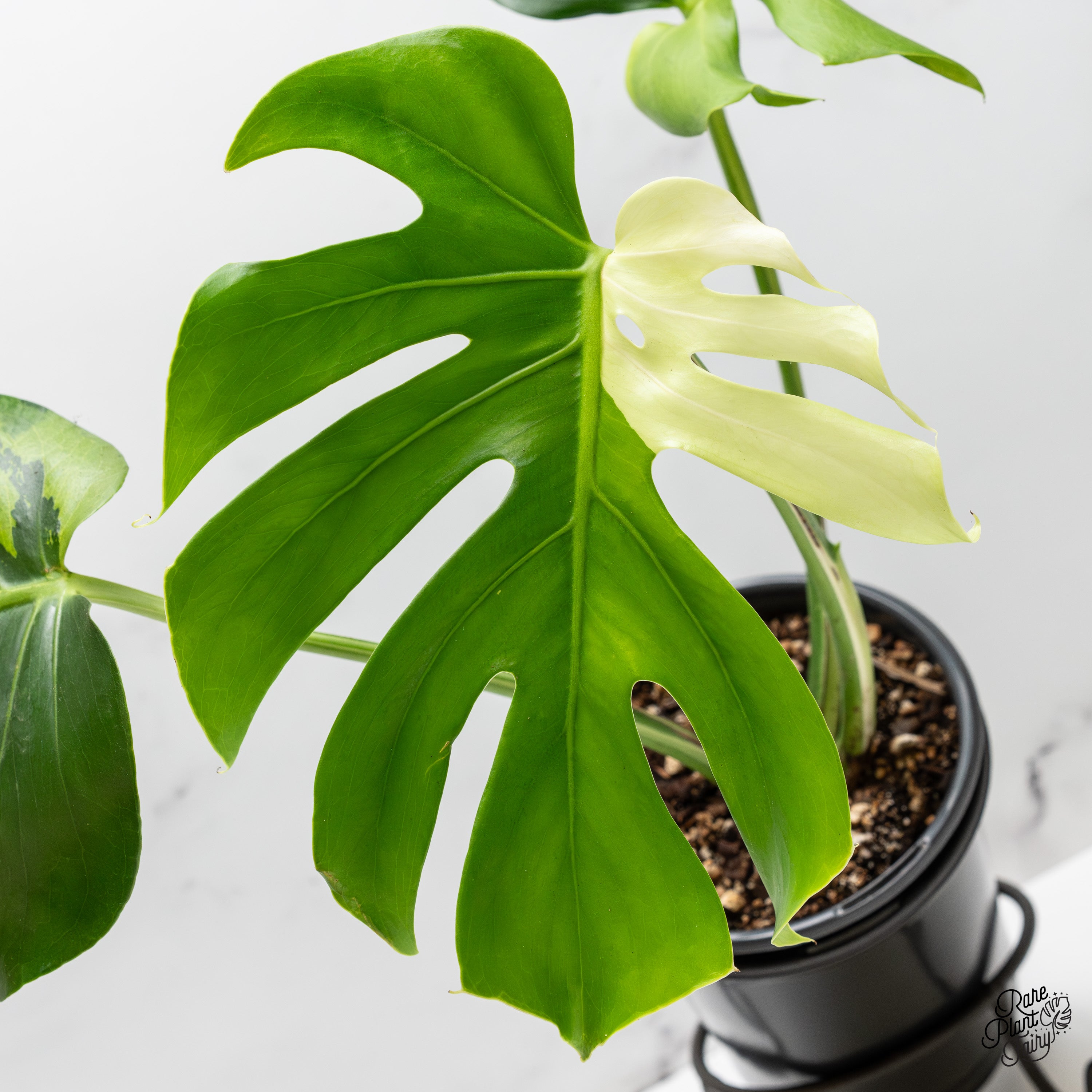 Monstera deliciosa 'Light Lime' (wk52-UM) – Rare Plant Fairy
