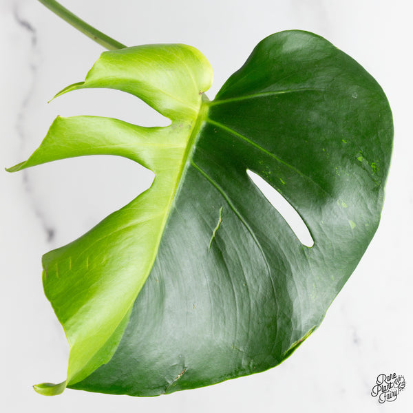 Monstera deliciosa 'Light Lime' (wk52-UM)