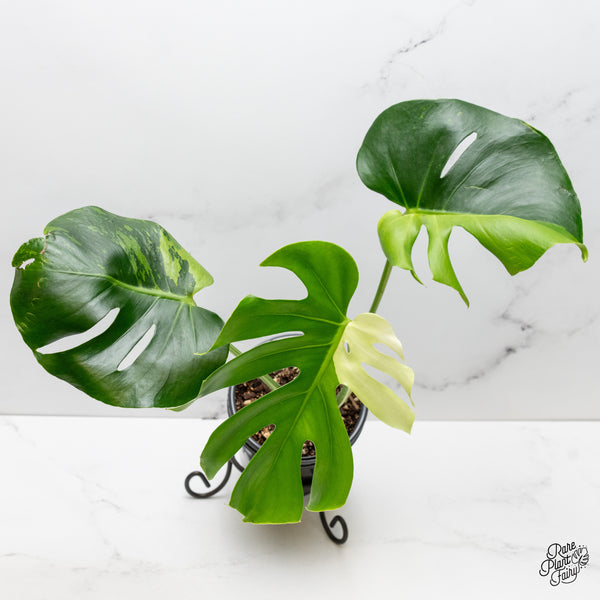 Monstera deliciosa 'Light Lime' (wk52-UM)