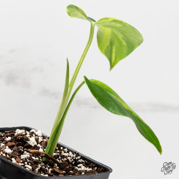 Monstera Deliciosa 'Light Lime' (wk3-UJ)