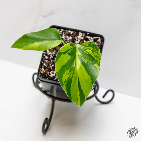 Monstera Deliciosa 'Light Lime' (wk3-UJ)