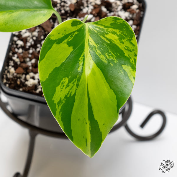 Monstera Deliciosa 'Light Lime' (wk3-UJ)