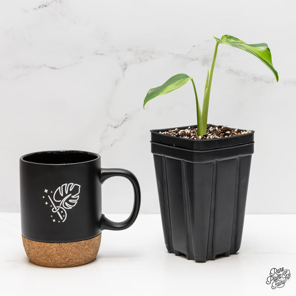 Monstera Deliciosa 'Light Lime' (wk3-UJ)