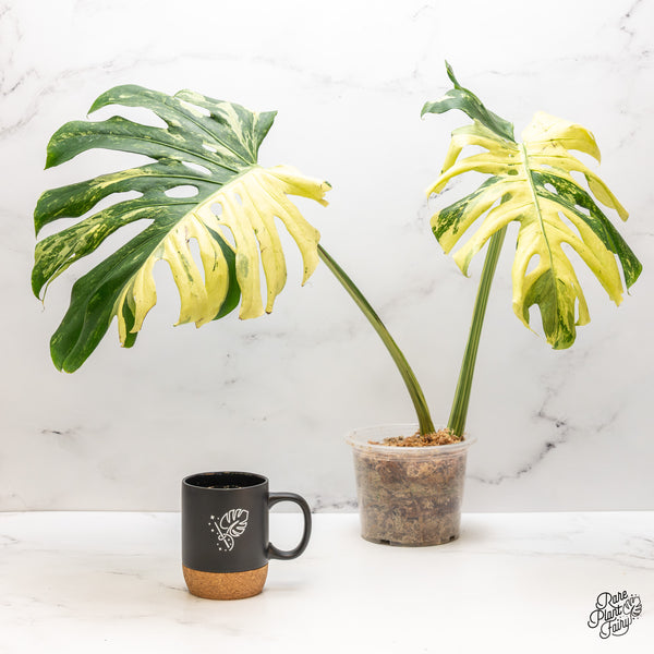 Monstera Deliciosa 'Masterpiece' (wk47-UA)