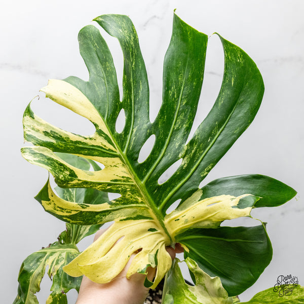 Monstera Deliciosa 'Masterpiece' (wk51-UM) - Original US Clone