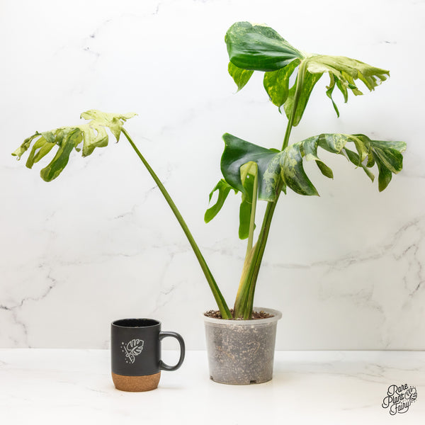 Monstera Deliciosa 'Masterpiece' (wk3-UM)