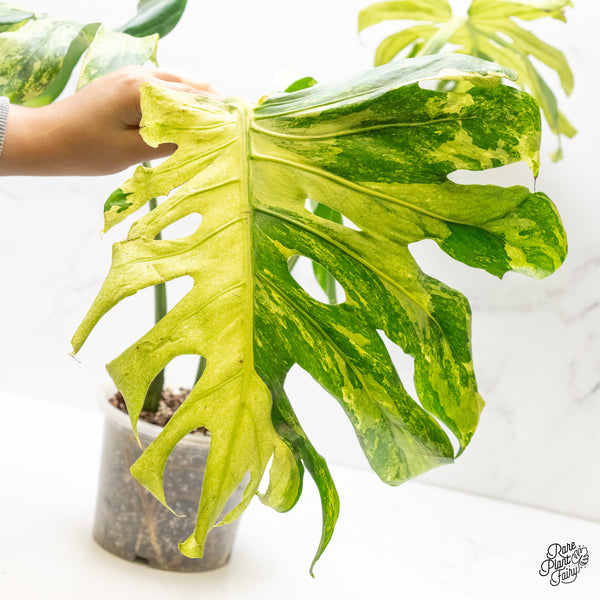 Monstera Deliciosa 'Masterpiece' (wk3-UM)