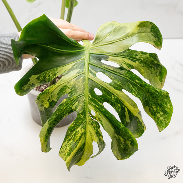 Monstera Deliciosa 'Masterpiece' (wk3-UM)