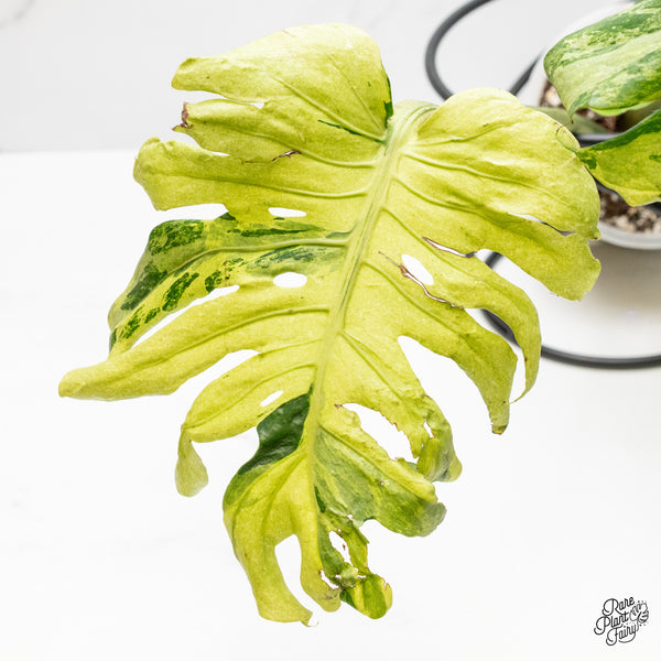 Monstera Deliciosa 'Masterpiece' (wk3-UM)