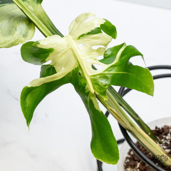Monstera Deliciosa 'Masterpiece' (wk3-UM)