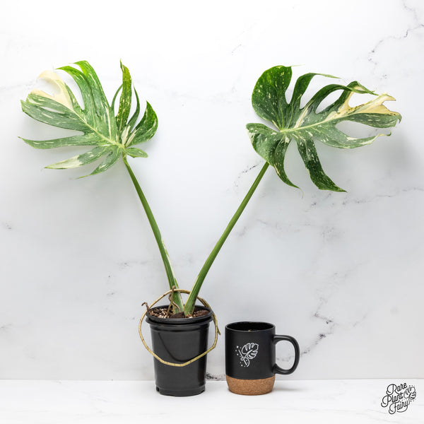 Monstera Deliciosa 'Medusa' (wk43-T)