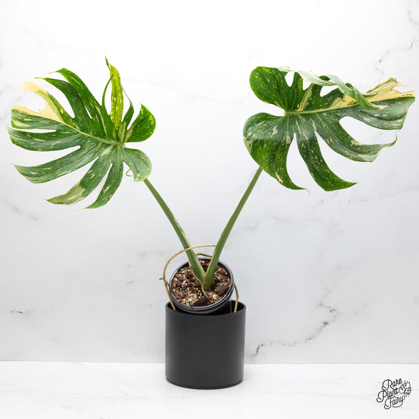 Monstera Deliciosa 'Medusa' (wk43-T)