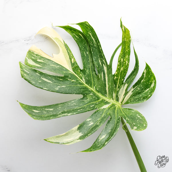 Monstera Deliciosa 'Medusa' (wk43-T)