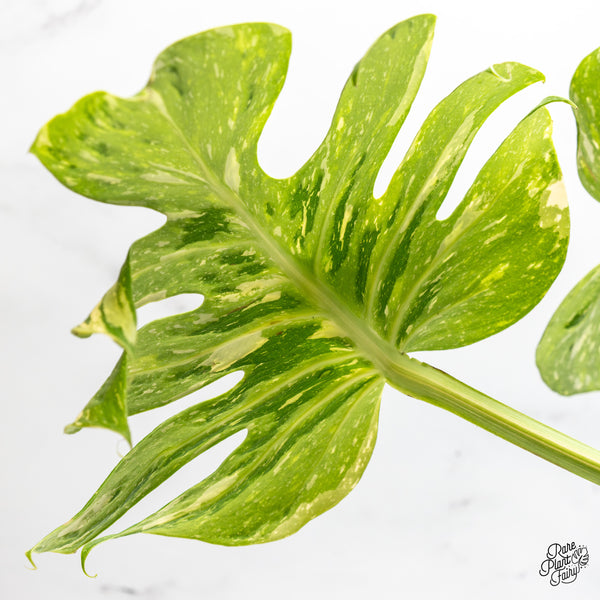 Monstera Deliciosa 'Medusa' (wk45-E)