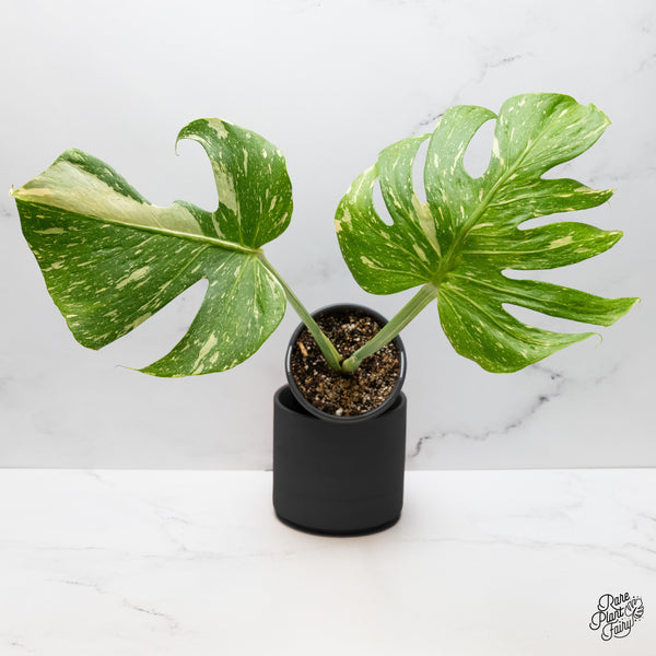 Monstera Deliciosa 'Medusa' (wk45-E)