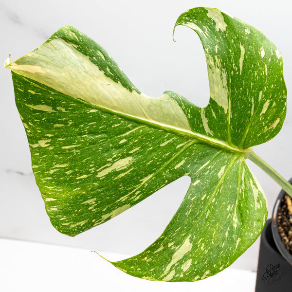 Monstera Deliciosa 'Medusa' (wk45-E)