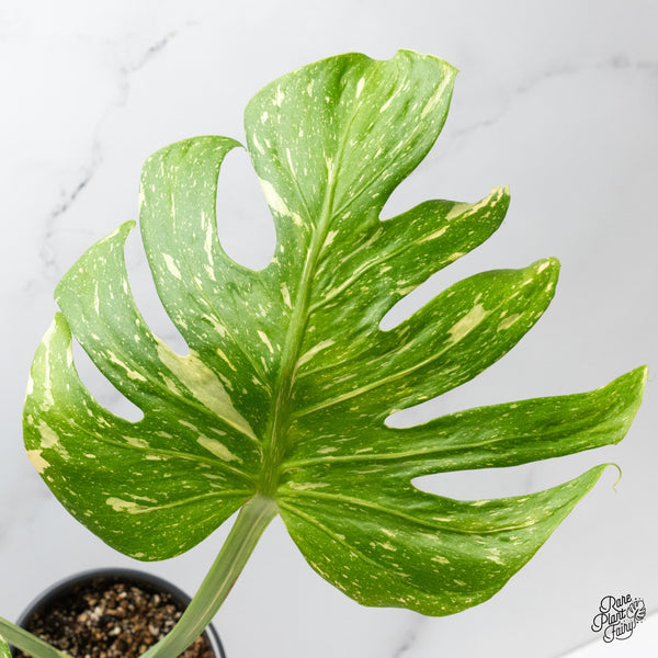 Monstera Deliciosa 'Medusa' (wk45-E)
