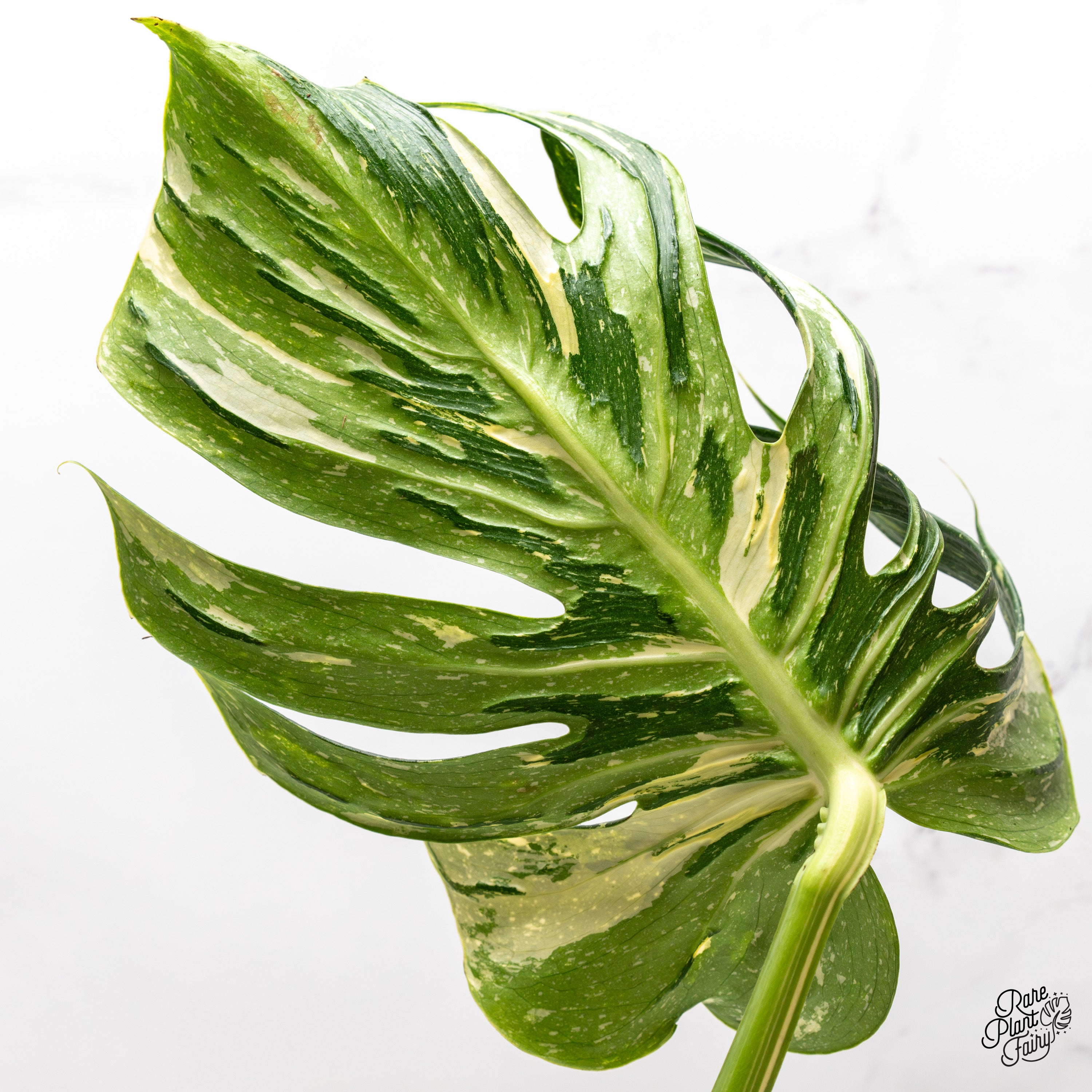 【超希少】Monsteradeliciosa ‘v’Green on Green 超希少】Monsteradeliciosa 'v'Green on Green Monstera Deliciosa