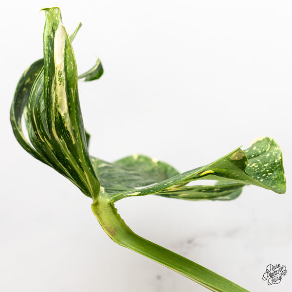 Monstera Deliciosa 'Medusa' (wk47-UI)