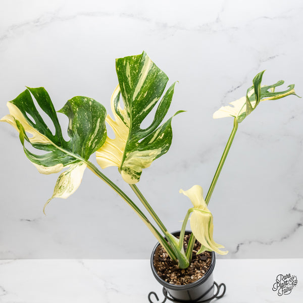 Monstera Deliciosa 'Medusa' (wk49-UP)