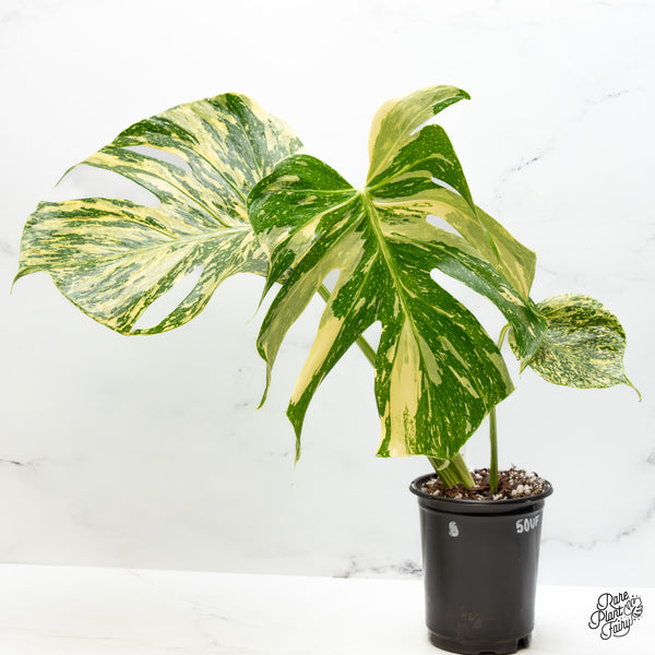 Monstera Deliciosa 'Medusa' (wk50-UF) *Ultra High Color*
