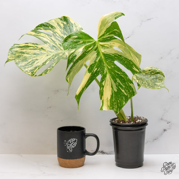 Monstera Deliciosa 'Medusa' (wk50-UF) *Ultra High Color*