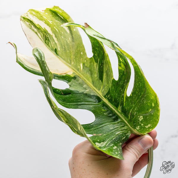 Monstera Deliciosa 'Medusa' (wk51-UD)