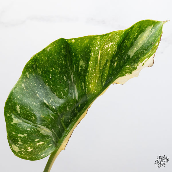 Monstera Deliciosa 'Medusa' (wk51-UD)