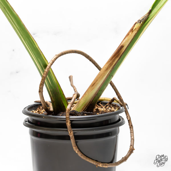 Monstera Deliciosa 'Medusa' (wk51-UF)