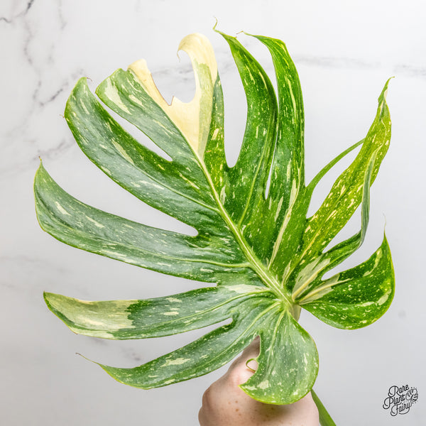 Monstera Deliciosa 'Medusa' (wk51-UF)