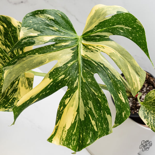 Monstera Deliciosa 'Medusa' (wk6-UM) *Creme Brulee Pattern*