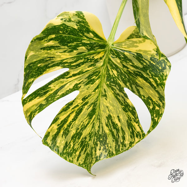Monstera Deliciosa 'Medusa' (wk6-UM) *Creme Brulee Pattern*