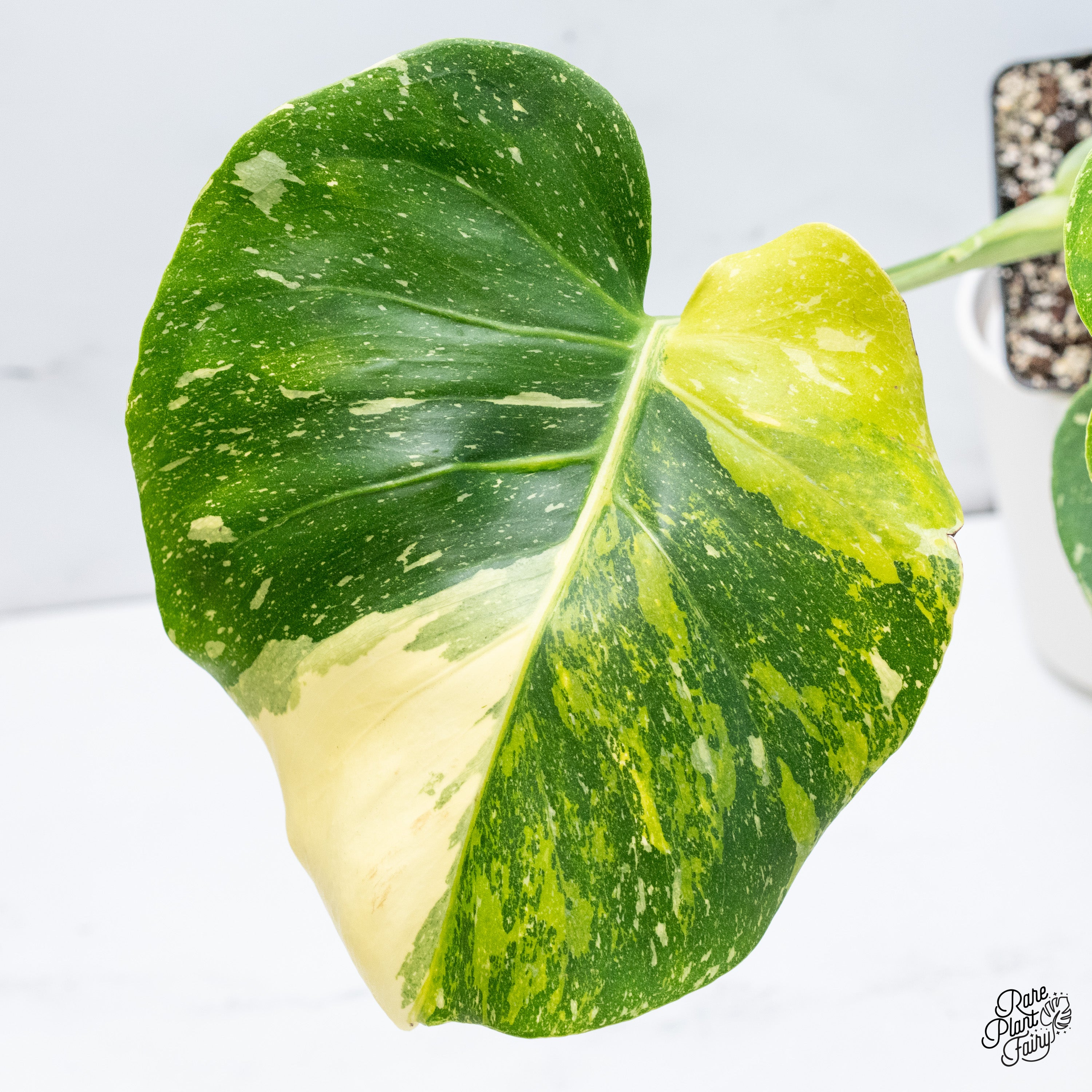 【珍希少】Monstera deliciosa Compact TOP↑cut✂︎ Monstera Deliciosa, Juvenile- Small – Third Orbit Flora