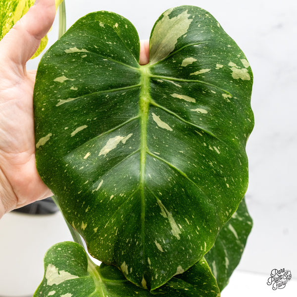 Monstera Deliciosa 'Miracle' (wk45-D)