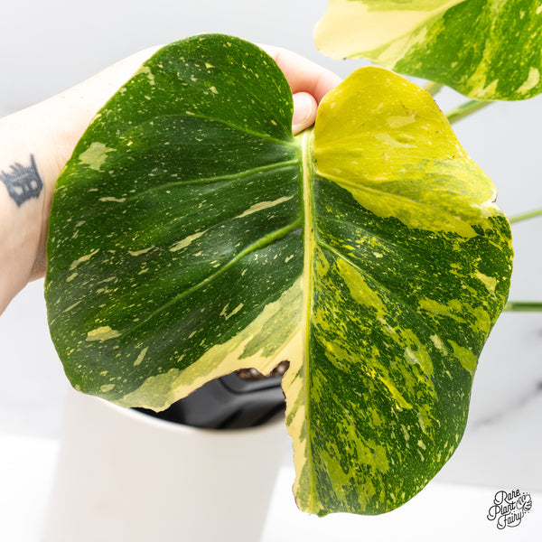 Monstera Deliciosa 'Miracle' (wk45-D)