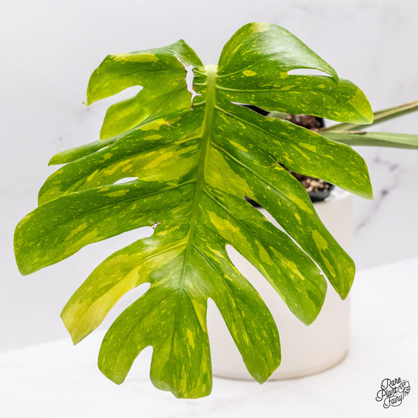 Monstera Deliciosa 'Miracle' (wk46-A)