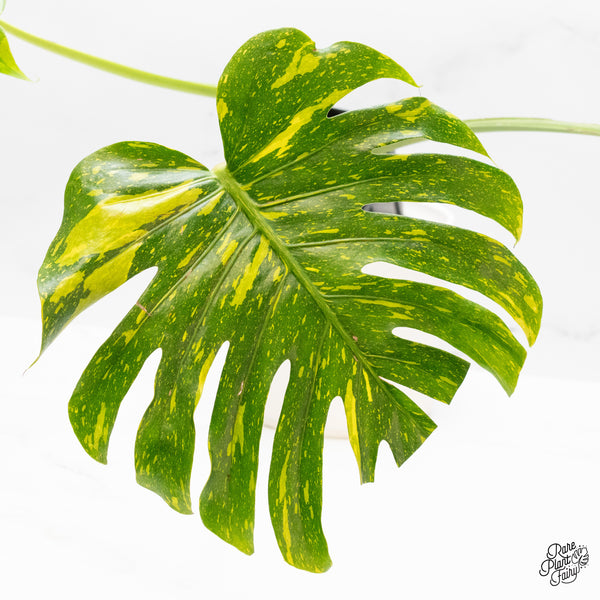 Monstera Deliciosa 'Miracle' (wk46-A)