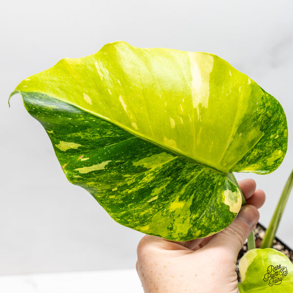 Monstera Deliciosa 'Miracle' (wk51-UA)