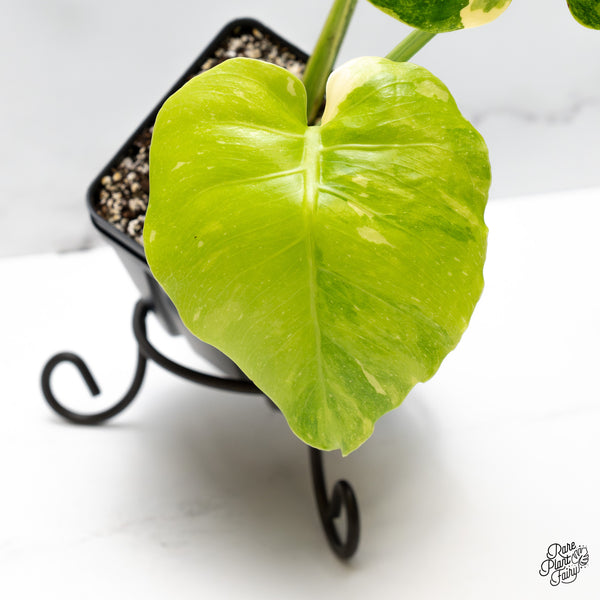 Monstera Deliciosa 'Miracle' (wk51-UA)