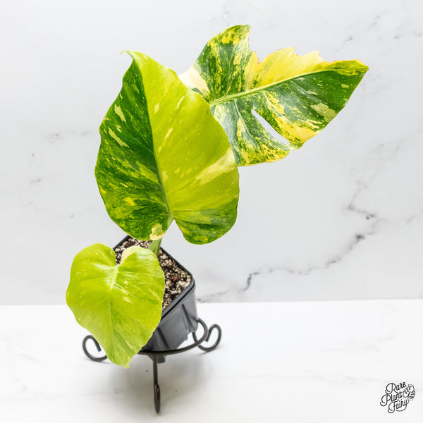 Monstera Deliciosa 'Miracle' (wk51-UA)