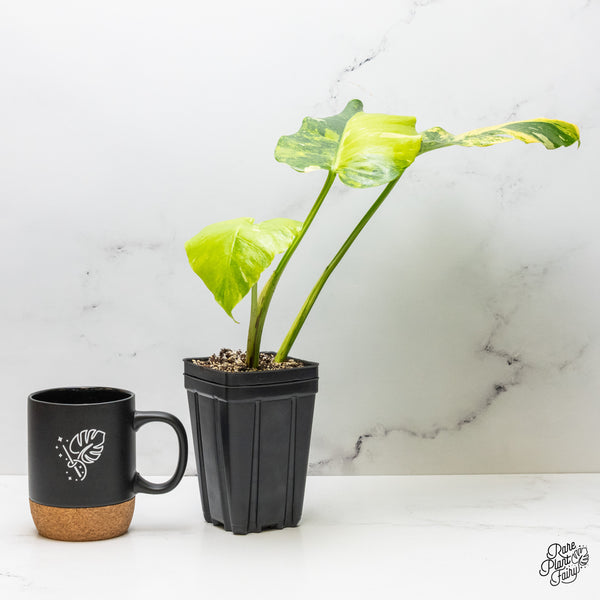 Monstera Deliciosa 'Miracle' (wk51-UA)