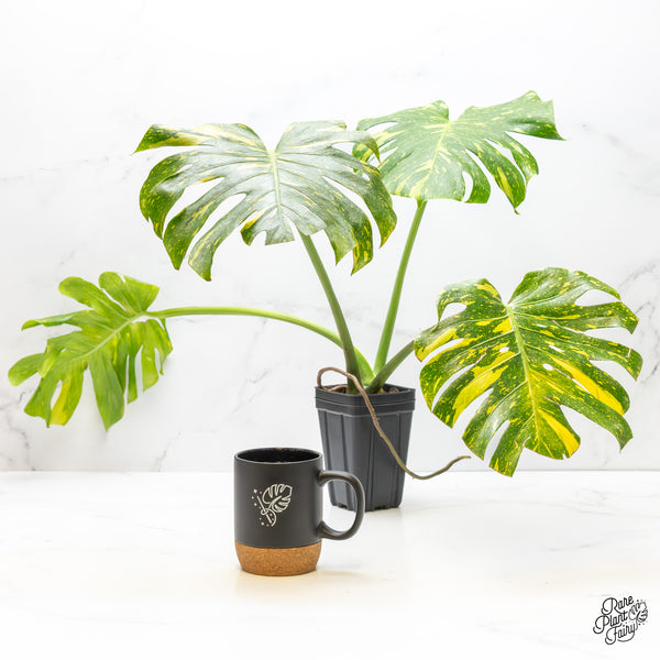 Monstera Deliciosa 'Electrolyte' (wk3-UF)