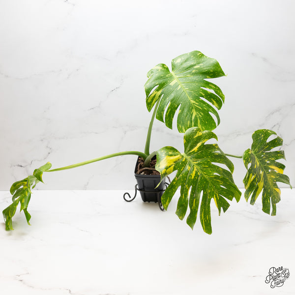 Monstera Deliciosa 'Electrolyte' (wk3-UF)