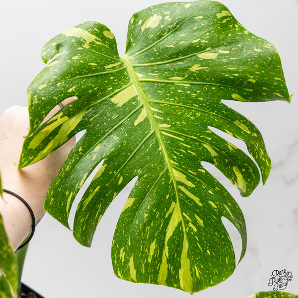 Monstera Deliciosa 'Electrolyte' (wk3-UF)