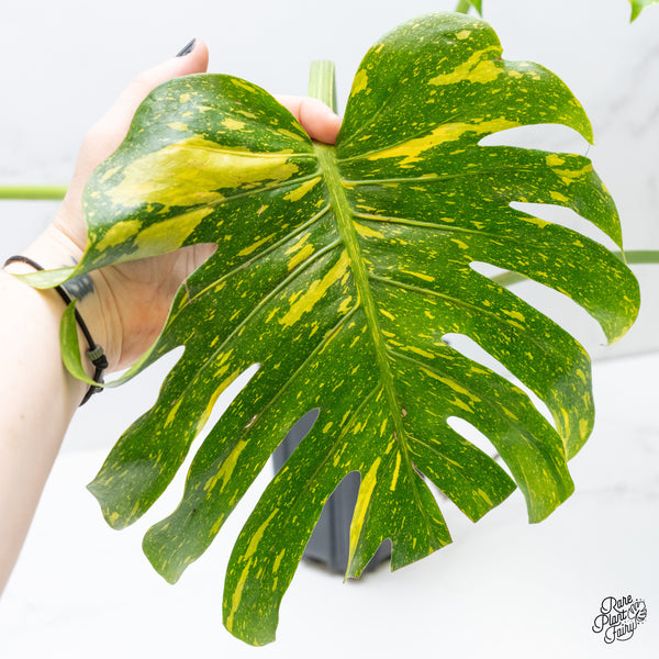 Monstera Deliciosa 'Electrolyte' (wk3-UF)