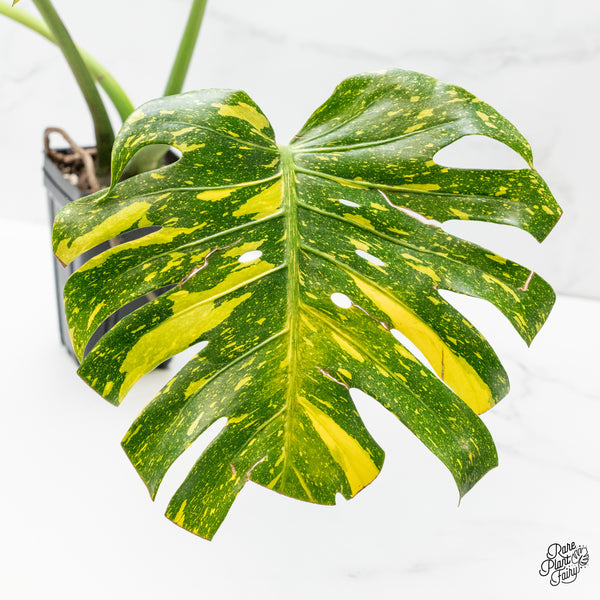 Monstera Deliciosa 'Electrolyte' (wk3-UF)