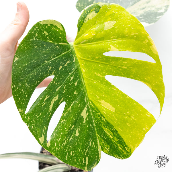 Monstera Deliciosa 'Miracle' (wk5-UT)