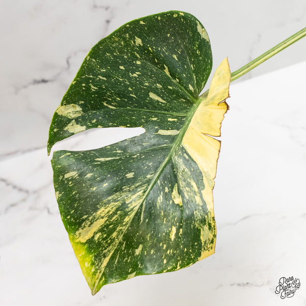 Monstera Deliciosa 'Miracle' (wk5-UT)