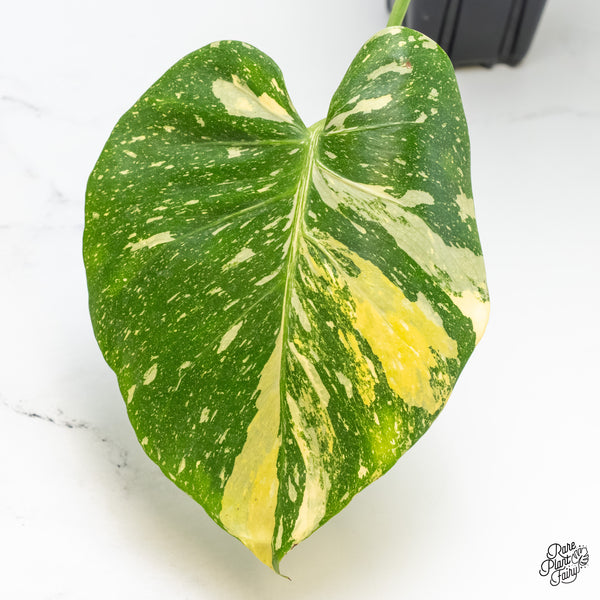 Monstera Deliciosa 'Miracle' (wk5-UT)