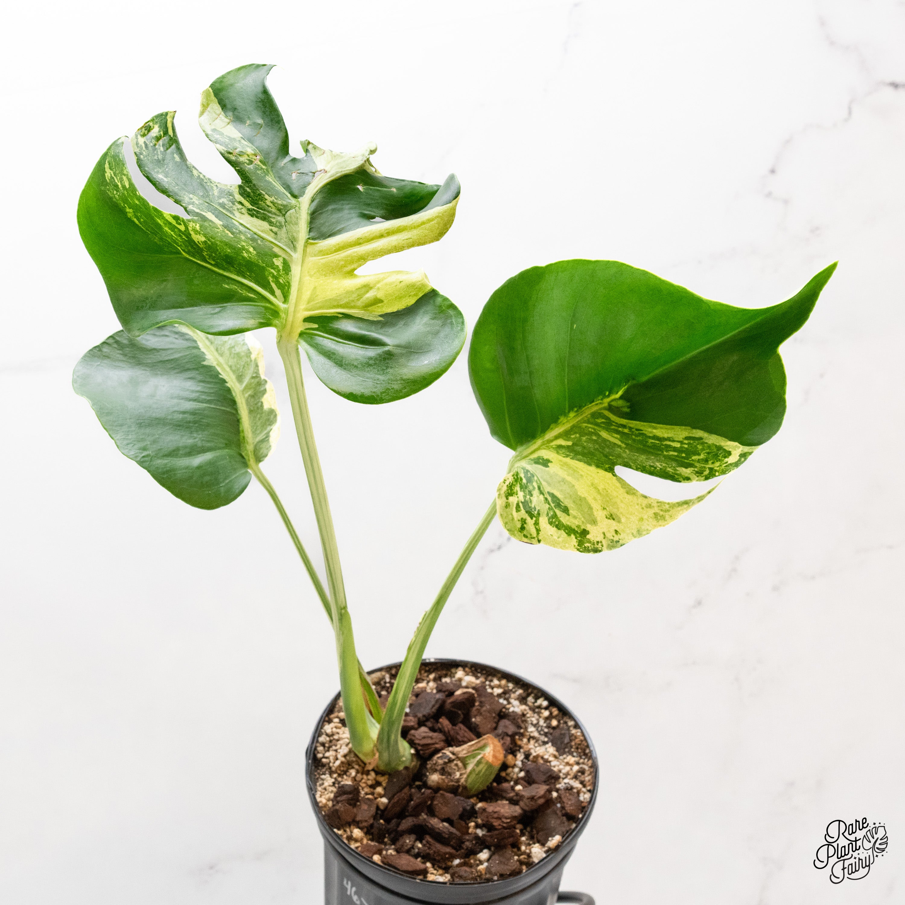 Monstera – Page 2 – Rare Plant Fairy